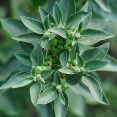 Ashwagandha, plante adaptogène