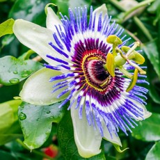 Ménopause sans phytoestrogènes